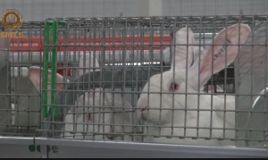 Чечня первой в РФ приступила к производству халяльной крольчатины