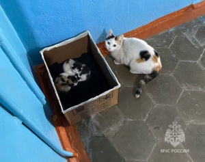 В Грозном пожарные спасли котят со «счастливым» окрасом