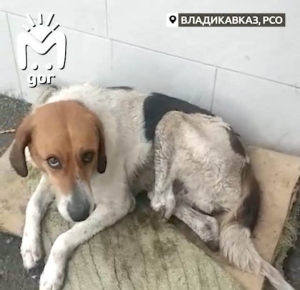 Пса-инвалида из Владикавказа «усыновила» жительница Петербурга