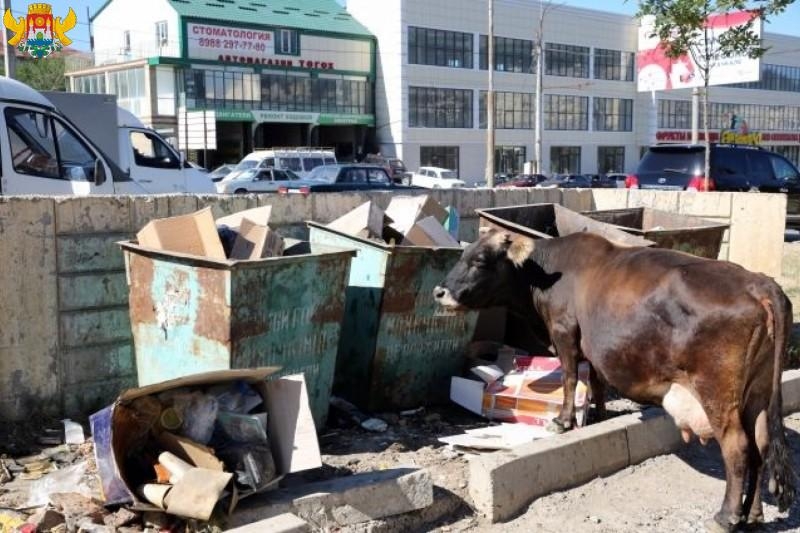 Коровы питаются из мусорных баков