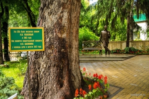 Шаляпинская ель из Кисловодска представлена на конкурсе «Дерево года»
