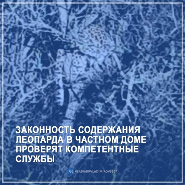 <i>Губернатор Ставрополья прокомментировал ситуацию с застреленным леопардом</i>