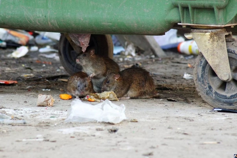 Жителей Владикавказа испугали крысы на мусорной свалке