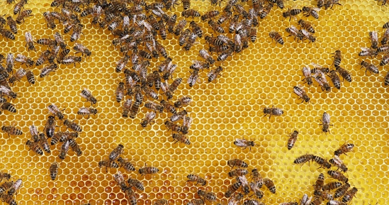 Разведению пчел на Ставрополье способствует климат 