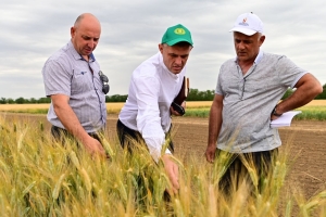 На Ставрополье аграриям из ближнего зарубежья показали образцы зерновых культур