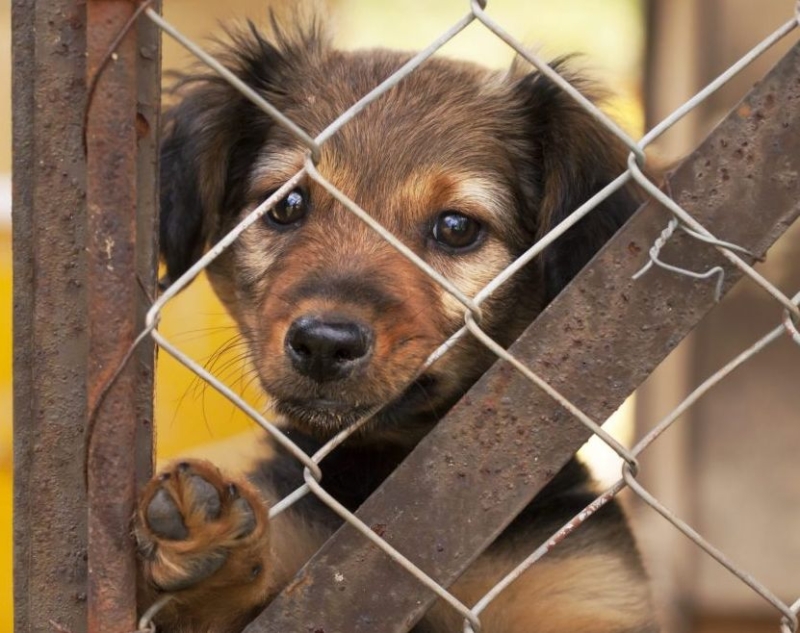 Муниципалитеты Северной Осетии получат средства на создание приютов для животных