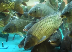 На ярмарках в Ставрополе 22-23 октября покупателям предложат живую рыбу