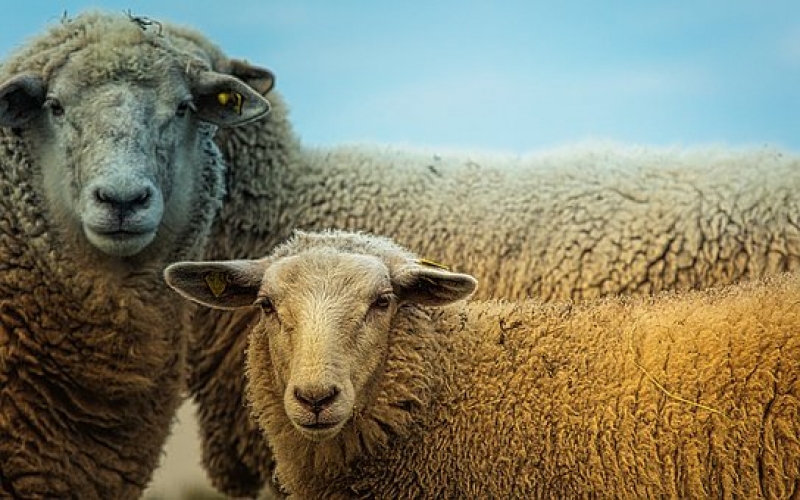 В краже овец подозреваются четверо жителей КЧР