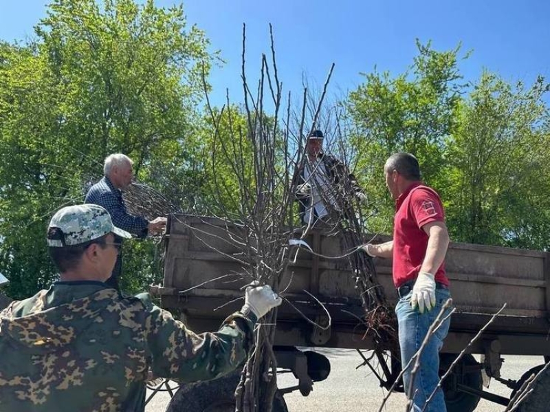 В Карачаево-Черкесии семьям бойцов СВО бесплатно выдали свыше тысячи саженцев яблонь