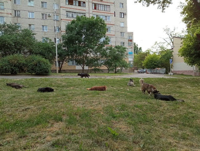 <i>Улица Розы Люксембург в Ставрополе</i>