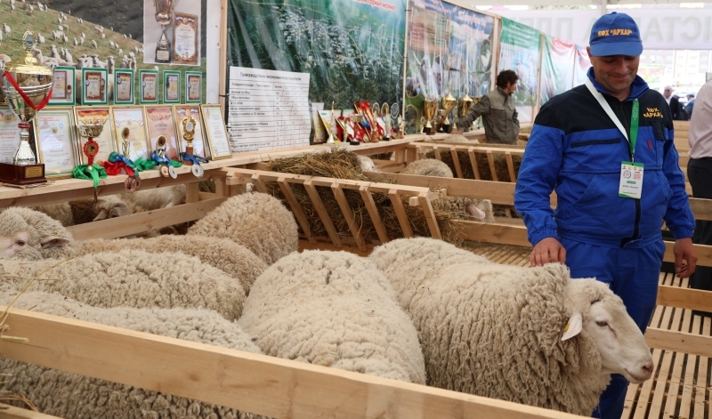 В дагестанском Каспийске организуют выставку племенных овец и коз