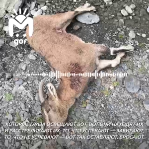 В Дагестане начале проверку после убийства краснокнижных безоаровых коз