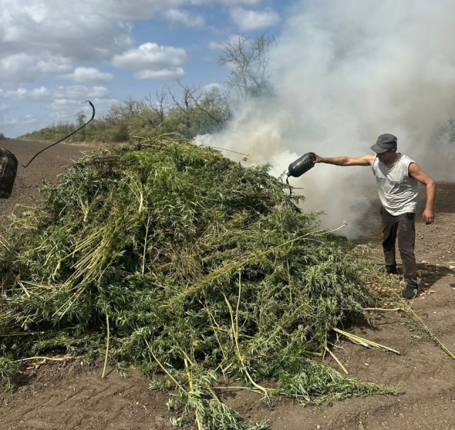 <i>В Георгиевске полицейские сожгли полтонны конопли</i>