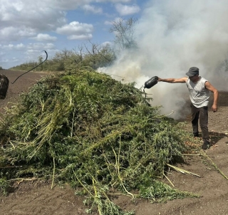 В Георгиевске полицейские сожгли полтонны конопли