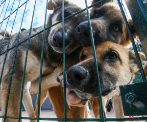 Строительство приюта для животных на Ставрополье может начаться в 2022 году