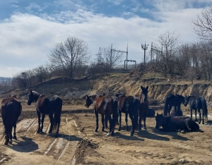 Возле Вечного огня в Кисловодске «арестовали» бесхозный табун лошадей