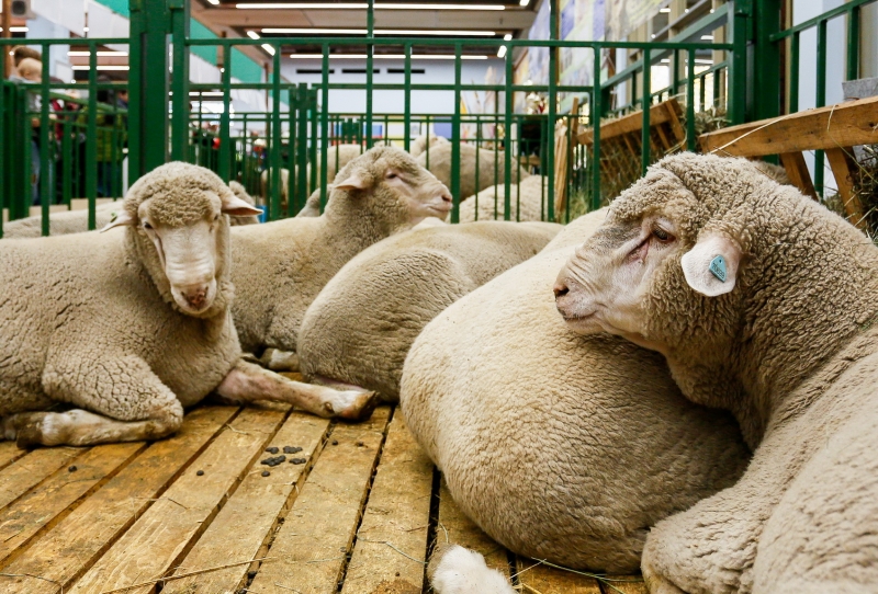 Ставрополье готовится к открытию XXI российской выставки племенных овец и коз