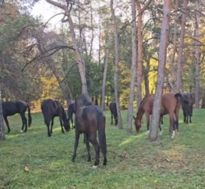 Мэра Кисловодска расстроил табун лошадей на улице города