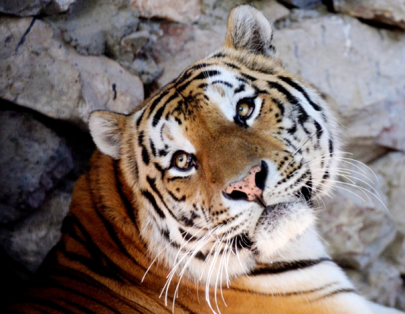 Эта группа тигров самая большая и единственная за пределами особо охраняемых природных территорий