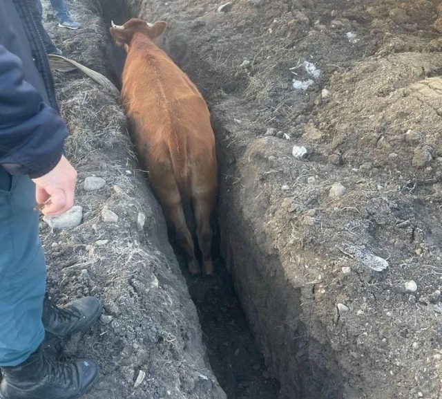 <i>В Кисловодске из траншеи вытаскивают провалившуюся корову</i>