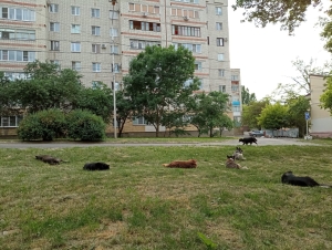 Бездомные собаки на улицах краевого центра