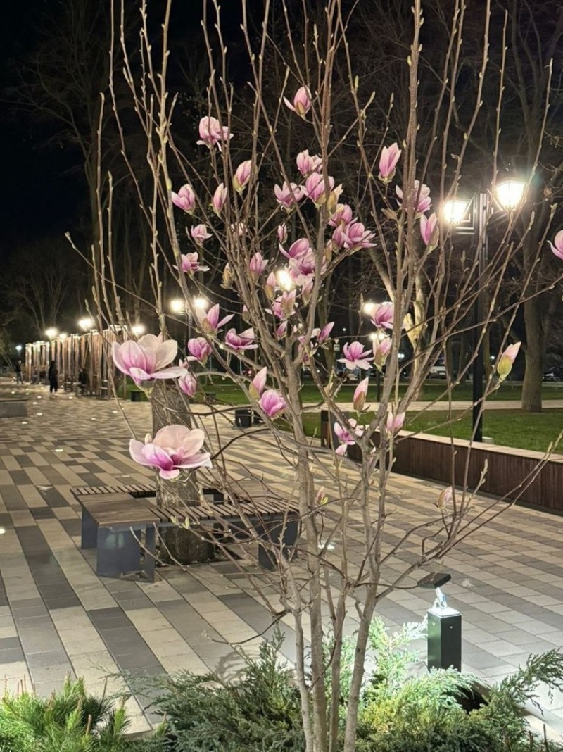Глава Невинномысска показал цветущую в городском парке магнолию