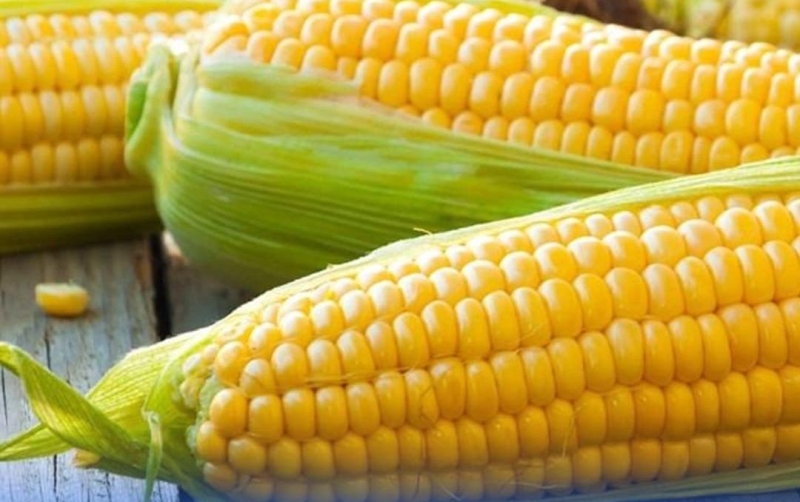 В Зеленокумске построят завод по переработке кукурузы за ₽186 млн