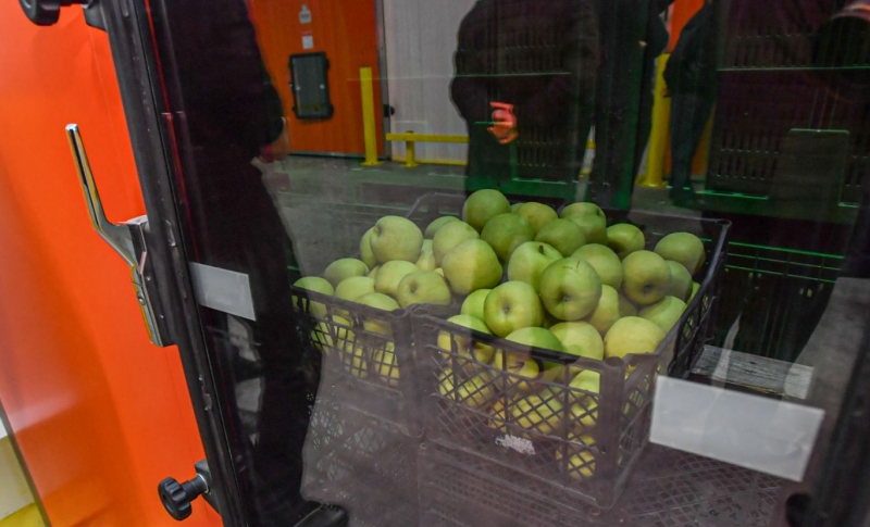 Яблоки «Владка» реализуют в торговых сетях Северной Осетии, Сибири, Урала и Дальнего Востока