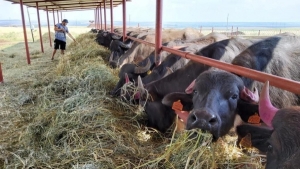 «Россети Северный Кавказ» обеспечили электроэнергией первый в Ставропольском крае буйволиный молочный комплекс