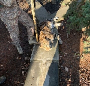 В Георгиевском округе застрелили сбежавшего леопарда Мурку
