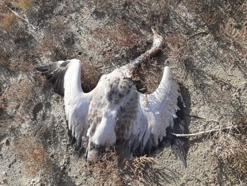 На Ставрополье вновь зафиксировали массовую гибель птиц