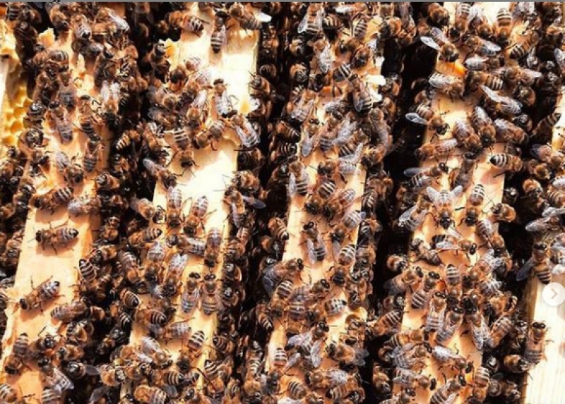 На Ставрополье насчитывается порядка 37 тысяч пчелосемей