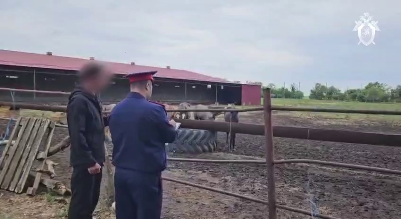 На Ставрополье очевидцы сообщили о вывозе погибающих лошадей КаАЗами с конезавода