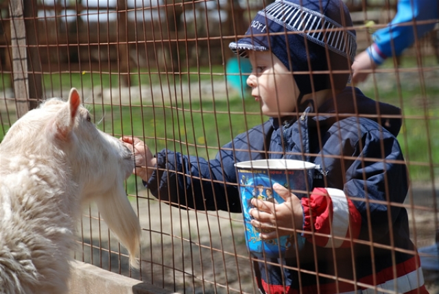 В Пятигорске появится контактный зоопарк