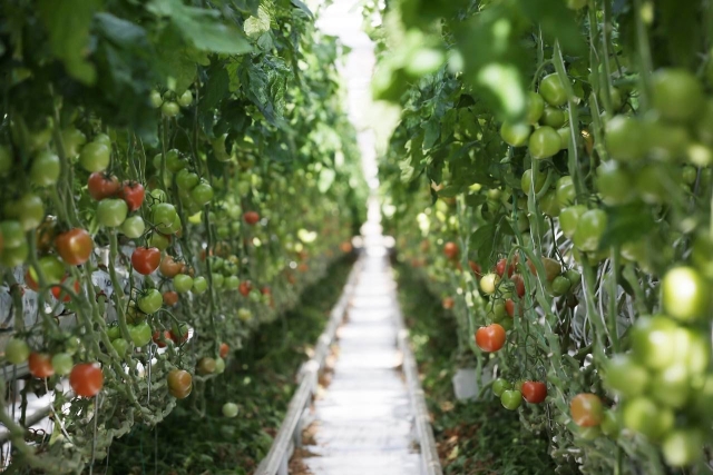 <i>Более 96 тысяч тонн тепличных овощей собрали на Ставрополье с начала 2023 года</i>
