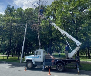 Специалисты оценят состояние деревьев и кустарников на улице Ленина Ставрополя