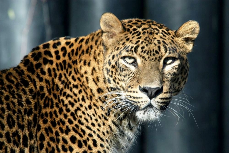 Этот вид леопардов был практически полностью истреблен на территории России в XX веке.