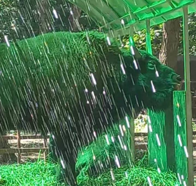 <i>В жару в парке Победы Ставрополя животных спасают душем</i>