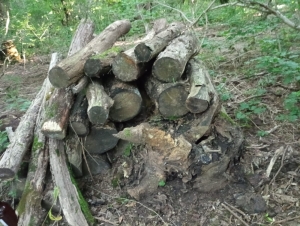 В Ставрополе возбудили уголовное дело после незаконной рубки леса