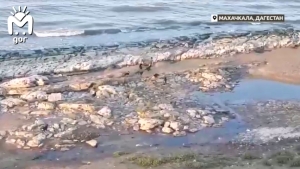 В Махачкале ребёнок спасся от стаи собак, бросившись в Каспий