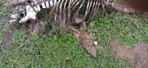 На Ставрополье свалка с полусгнившими животными грозит экокатастрофой