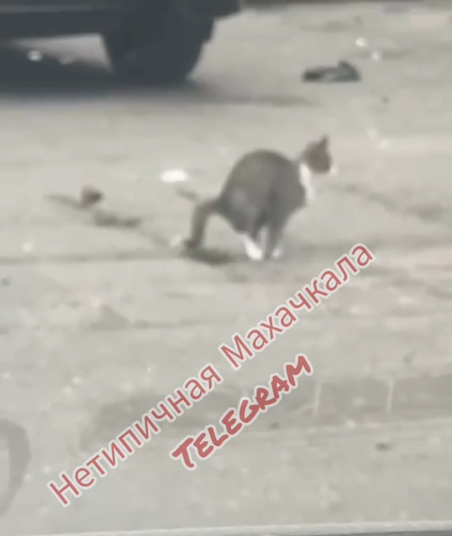 <i>Какающий кот в Махачкале мгновенно стал символом состояния ЖКХ города</i>