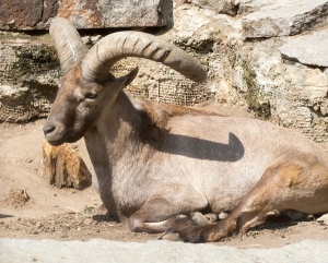 Вирус оспы овец стал причиной гибели туров в заповеднике «Тляратинский» Дагестана