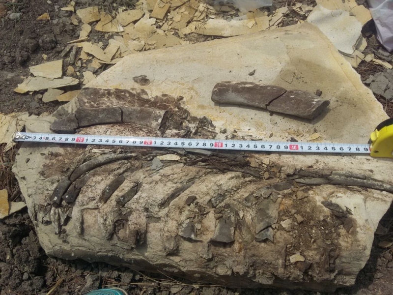 Ставрополье - родина китов: В музее появился фрагмент скелета ископаемого животного