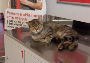 В Дагестане пользователей соцсетей возмутило обращение Хасбика с котом