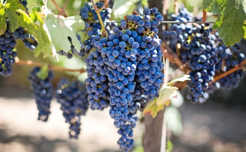 Виноградохранилище мощностью 300 тонн создадут на Ставрополье