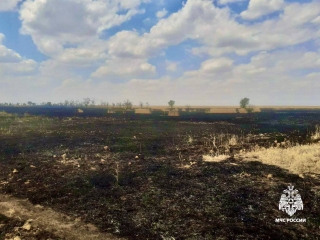 В Туркменском округе сгорело полсотни га пшеницы