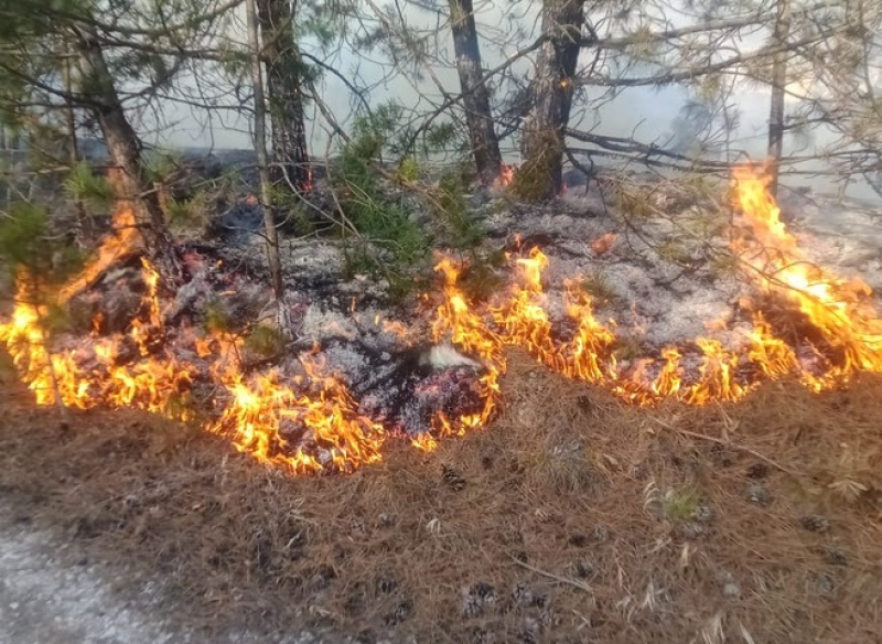 К северу от Кисловодска тушат пожар в лесу на площади в 2 га