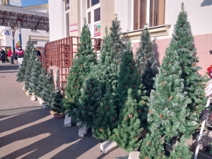 Власти Кисловодска решили отказаться от живых ёлок и сосен на Новый год