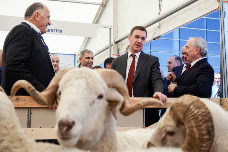 Дмитрий Патрушев посетил выставку овец и коз на Ставрополье